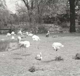 Ptaki w Wrocławskim Ogrodzie Zoologicznym