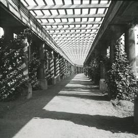 Pergola we Wrocławiu