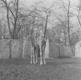 żyrafy we wrocławskim ZOO
