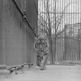 tygrys we wrocławskim ZOO