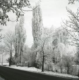 Drzewo zimą
