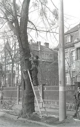 Prześwietlanie drzew na ulicach
