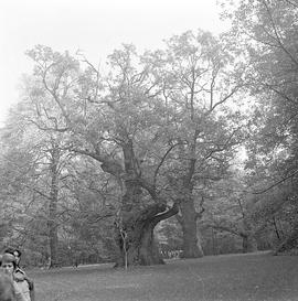 Skansen w Swarzędzu