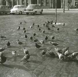 Gołębie na wrocławskim rynku