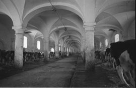 Pałac w Krzyżowej – 1990